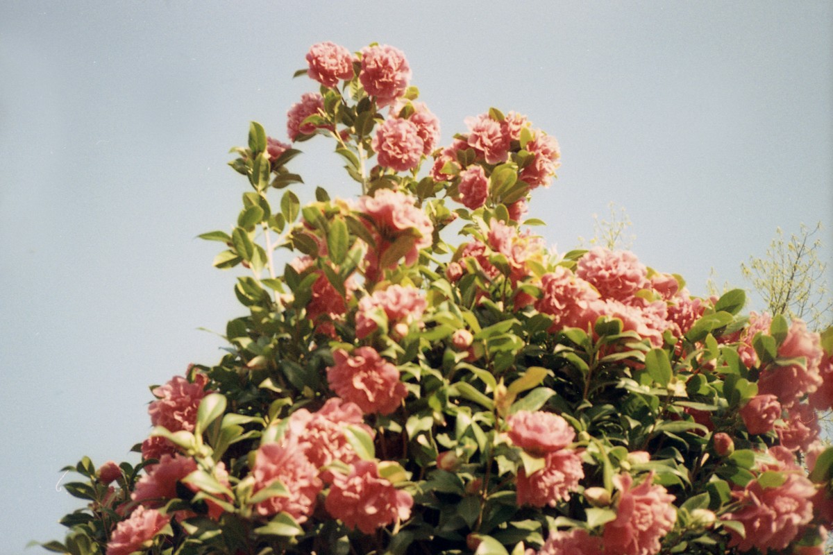 Hydrangea - Konica Pop and Lomography CN 100