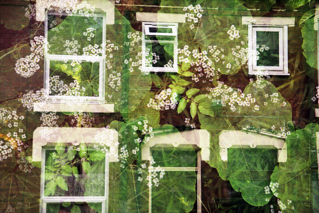 Leaf Texture - Chinon Genesis III (Multi Exposure Mode) and Agfaphoto Vista 200