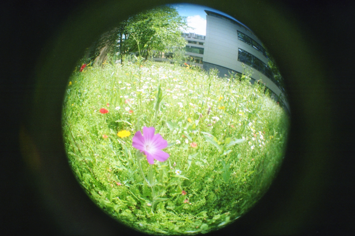 Purple Flower image from fisheye converted Vivitar UWS