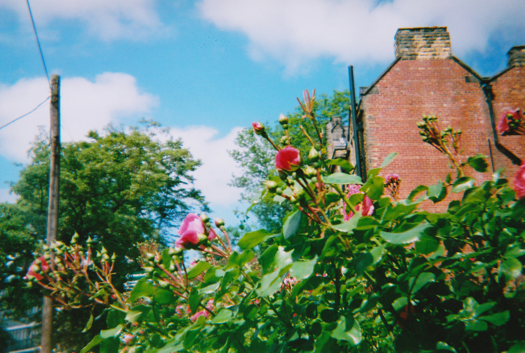 Roses - Franka AF-300 and Agfa HDC+ 100