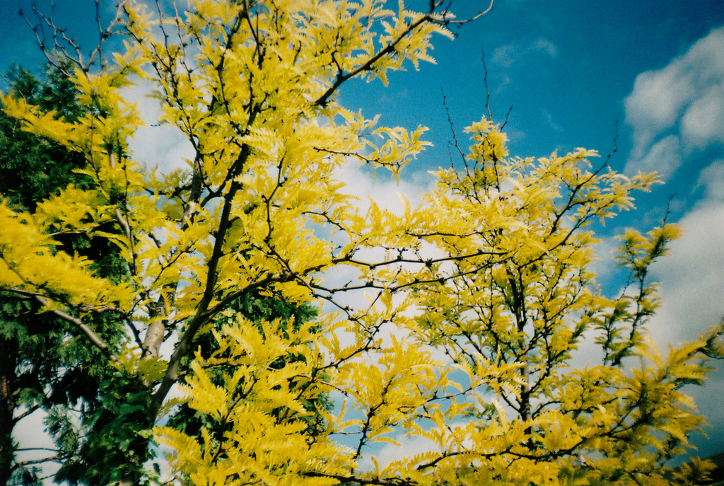 Yellow Blossom - Pratktica Sport QT=One and Kodak Colorplus 200