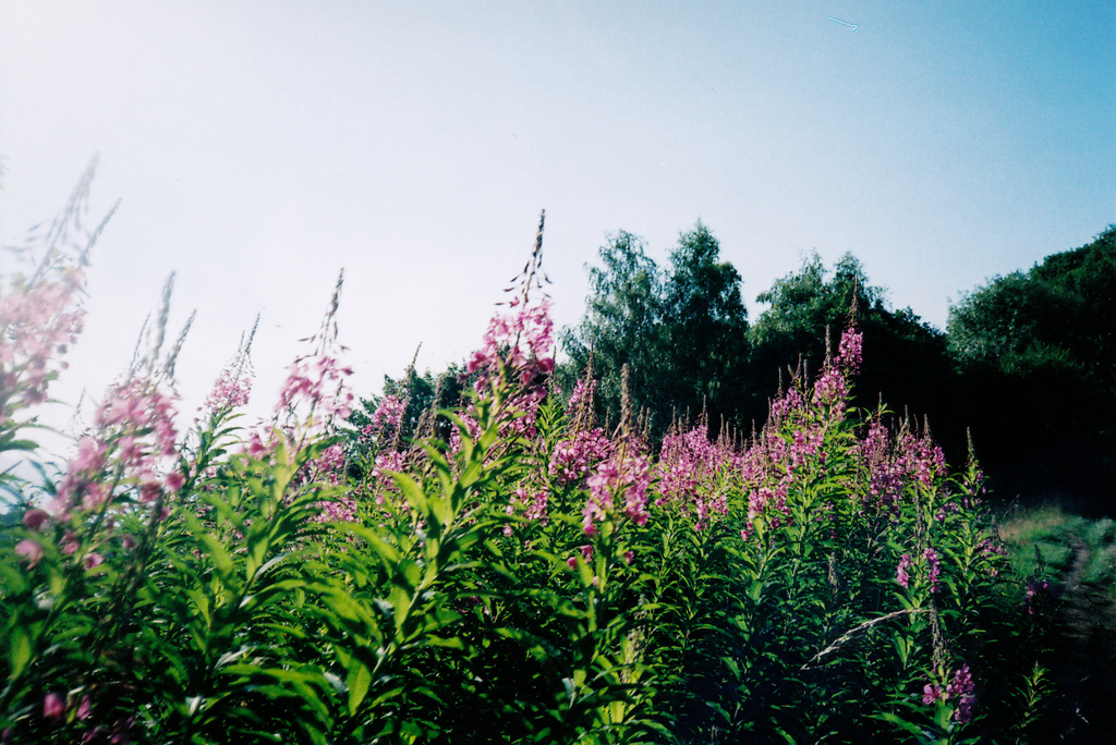 Fireweed - Canon Suredhot AF-7 and Kodak Colorplus 200