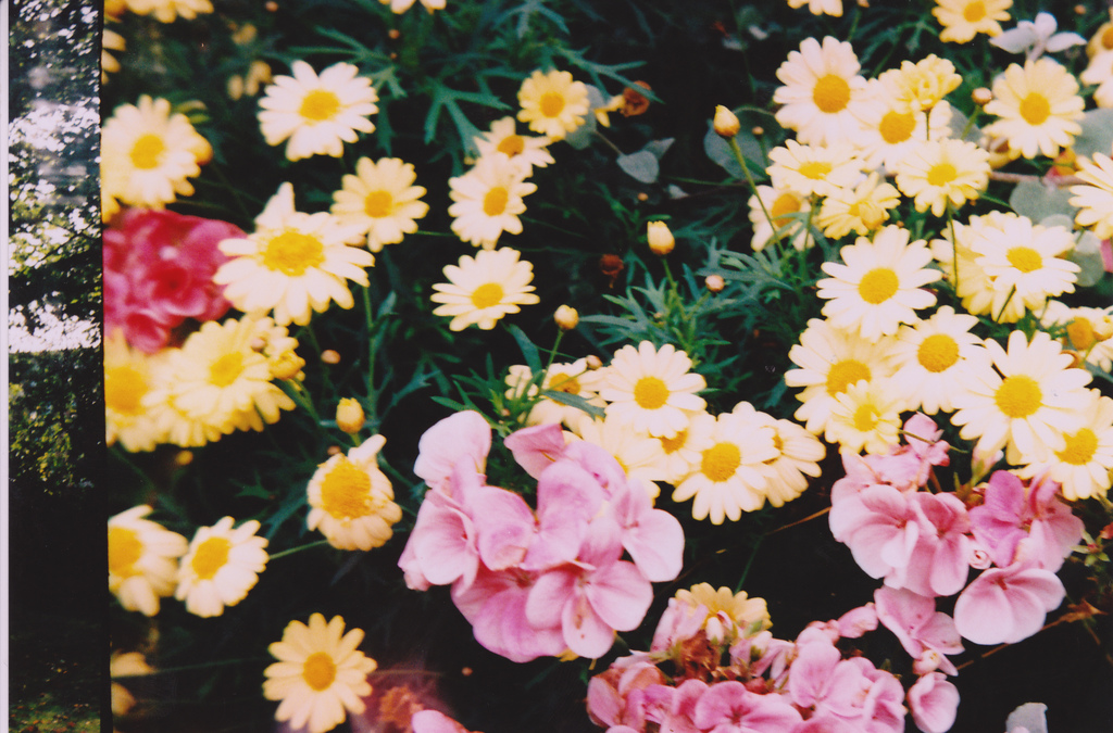 Flowers from above, including a processing error where the previous image on the photographic film is visible touching the main image