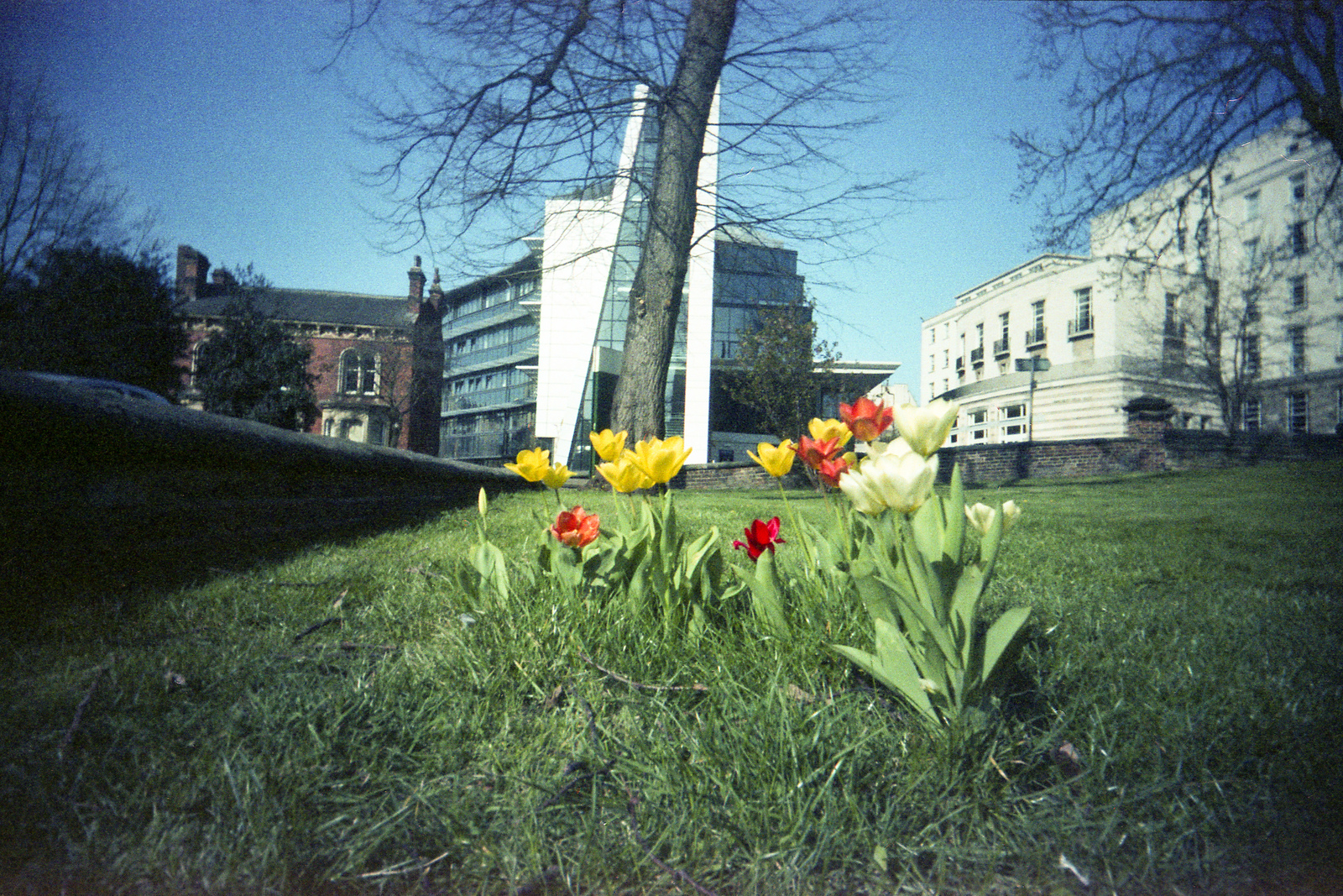 Tulips - Vivitar Ultra Wide and Slim and Expired Scotch Colour 200