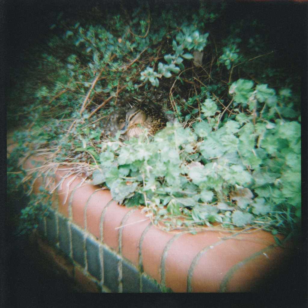 A blurred and vignetted image of a nesting duck