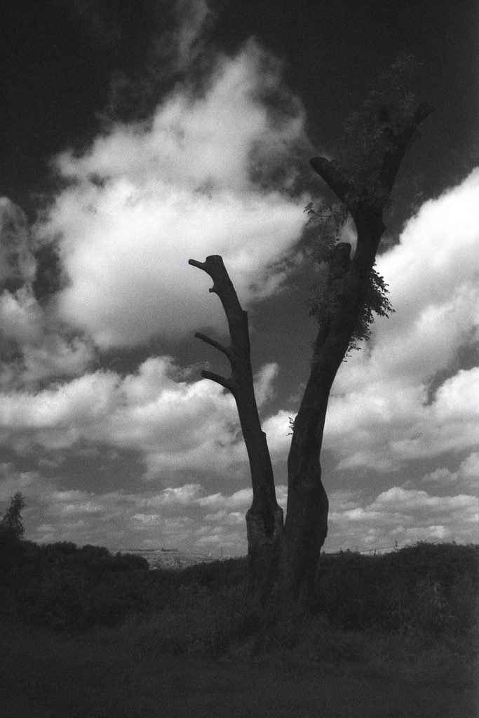 Lone Tree - Praktica TL-5B and Vivitar 28mm f/2.5, Yellow Filter. Konica IR 750, 1/125s; f/8, EI 16