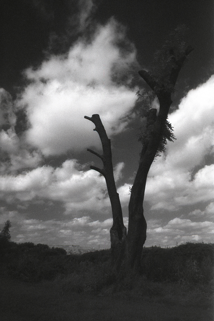 An IR Image of a bare tree