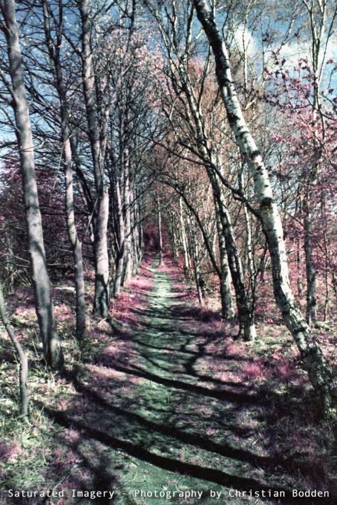 colour Infra-red image of a track between trees