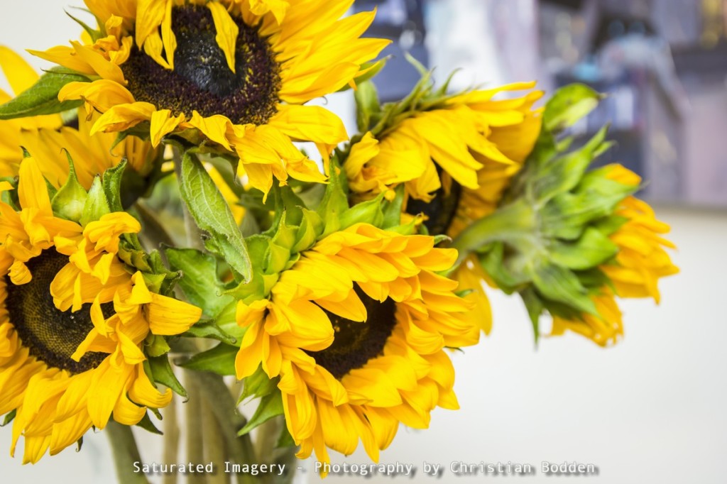 close up of a vase of sunflowers