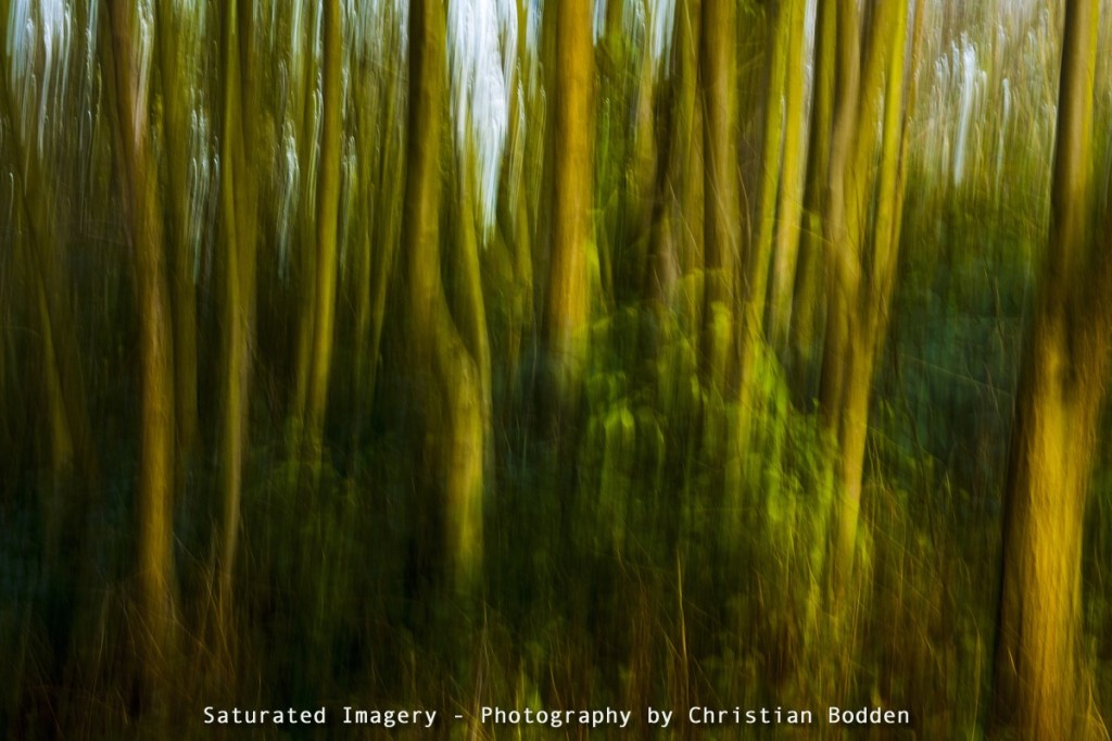 Abstract image of forest using movement and long shutter speed