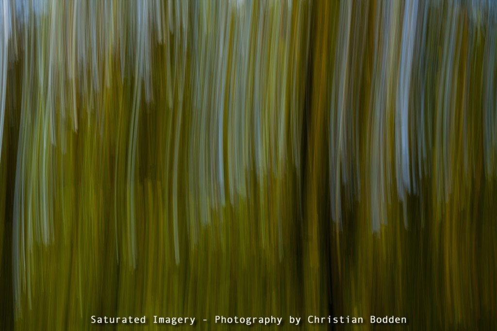 Abstract image of forest using movement and long shutter speed
