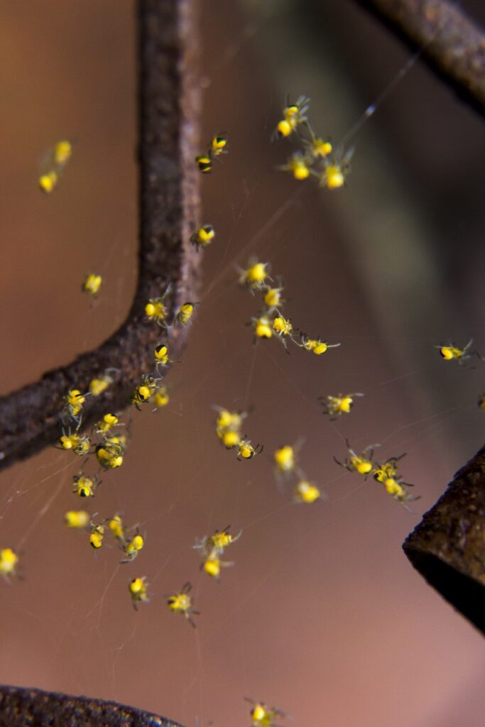 Baby Garden Spiders