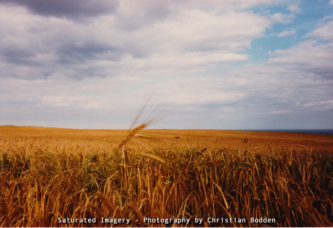 A Field of Corn in the summer.