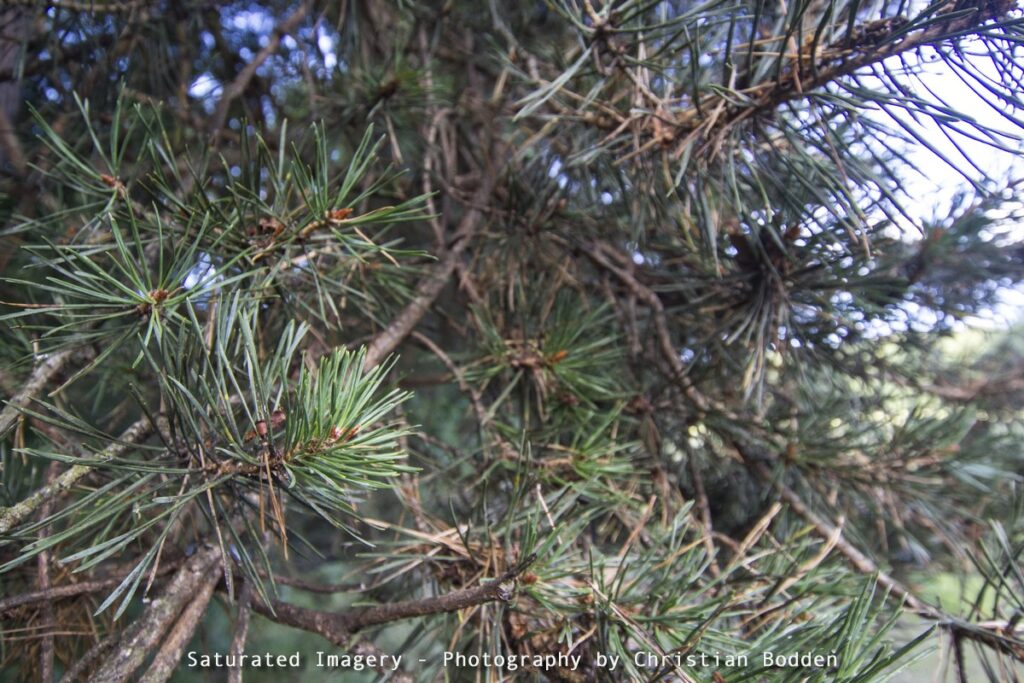 Close up pine needles