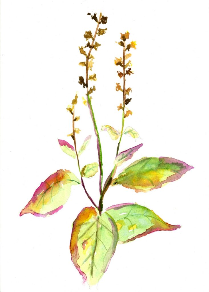 Watercolour painting of a foxglove