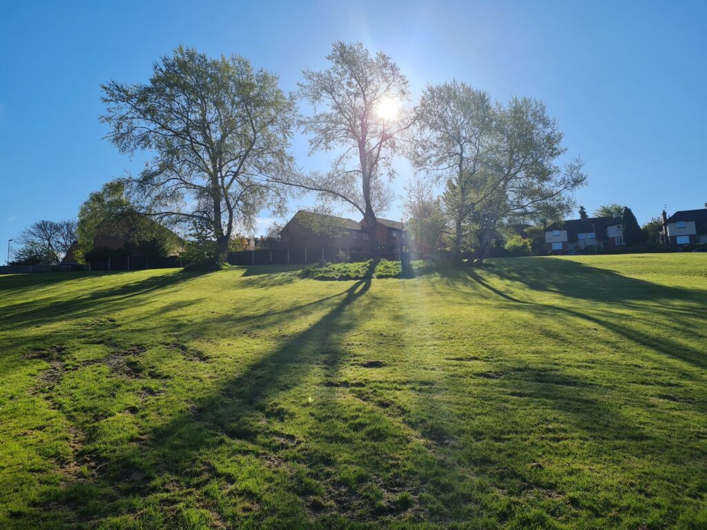 Twe trees with the sun behind