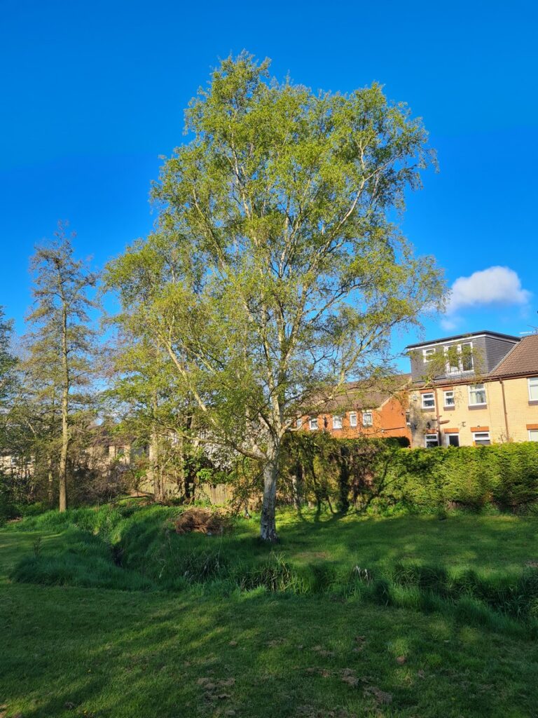 A Silver Birch Tree with houses behind