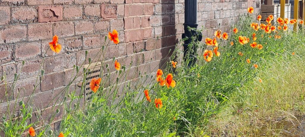 Orange Poppies growing by a redbrick wall