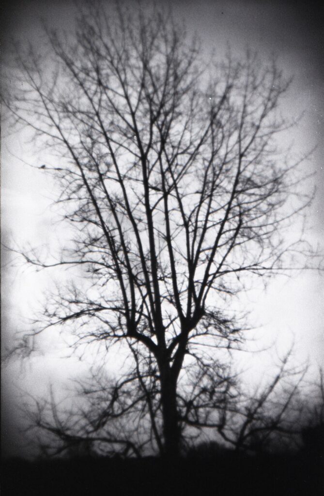 Black and white photo of a tree