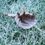 Winter Crispness