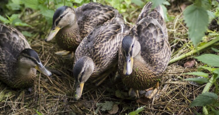 Ducks and Flowers