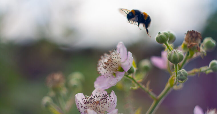 Old Lenses Pt 1 – Helios 44/2